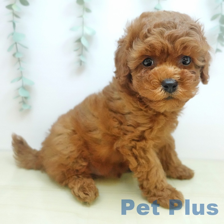 兵庫県のトイプードル(トイ) (ペットプラス 姫路大津店/2025年9月12日生まれ/男の子/レッド)の子犬の1枚目の画像