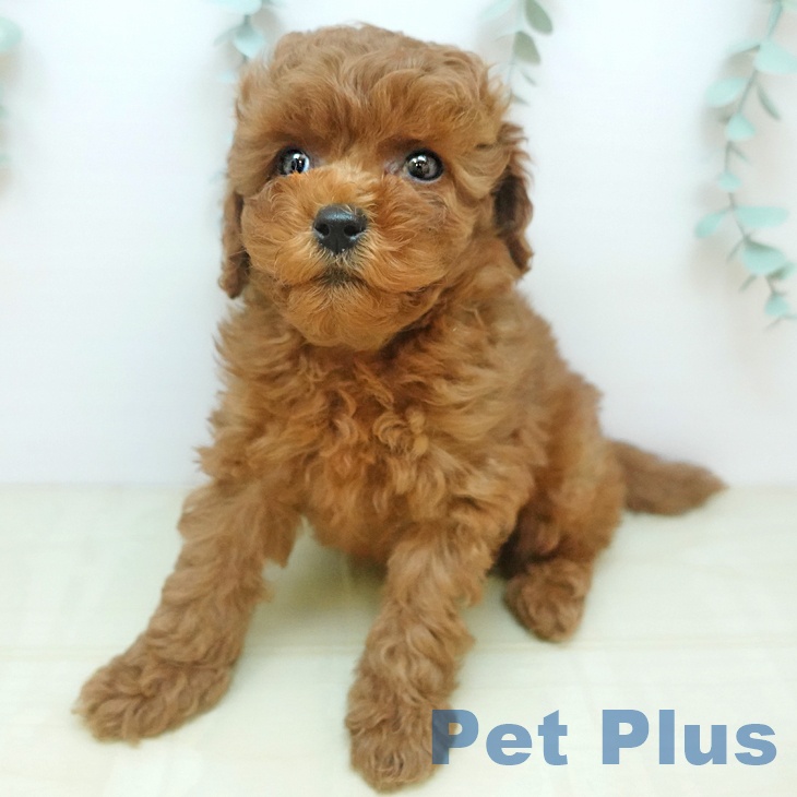 兵庫県のトイプードル(トイ) (ペットプラス 姫路大津店/2025年9月12日生まれ/男の子/レッド)の子犬の2枚目の画像