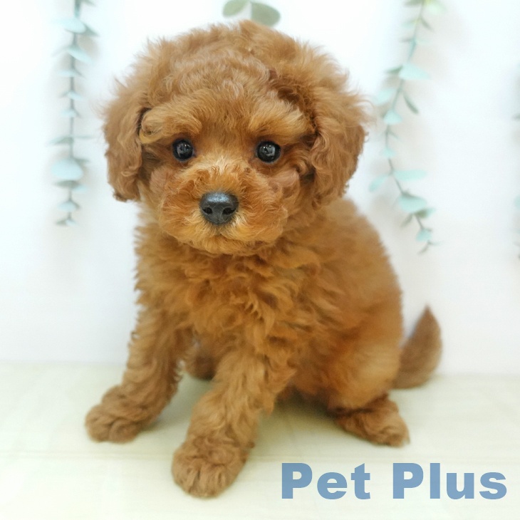 兵庫県のトイプードル(トイ) (ペットプラス 姫路大津店/2025年9月12日生まれ/男の子/レッド)の子犬の1枚目の画像