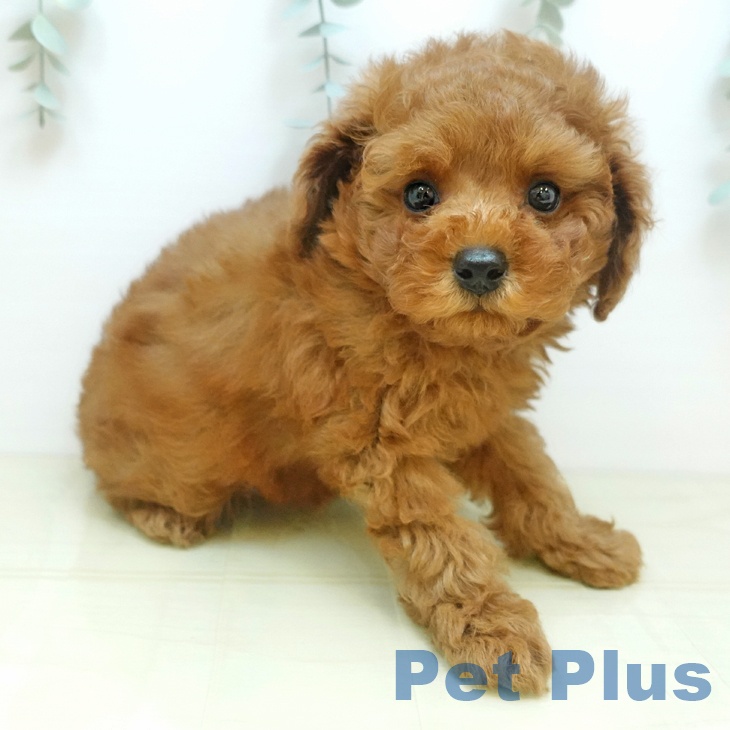 兵庫県のトイプードル(トイ) (ペットプラス 姫路大津店/2025年9月12日生まれ/男の子/レッド)の子犬の2枚目の画像