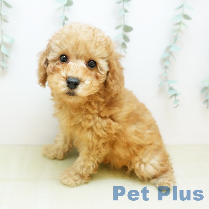 石川県のトイプードル(トイ) (ペットプラス 新小松店/2025年9月11日生まれ/男の子/オレンジフォーン)の子犬の1枚目の画像