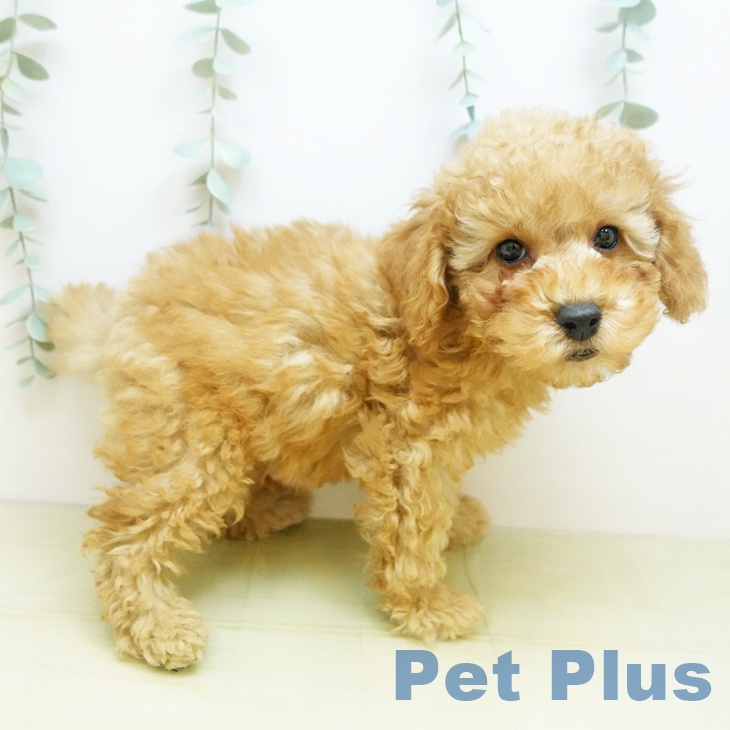 石川県のトイプードル(トイ) (ペットプラス 新小松店/2025年9月11日生まれ/男の子/オレンジフォーン)の子犬の2枚目の画像