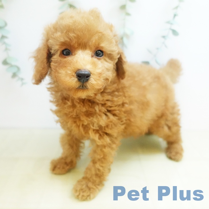 愛知県のトイプードル(トイ) (ペットプラス 則武新町店/2025年9月11日生まれ/男の子/オレンジフォーン)の子犬の1枚目の画像