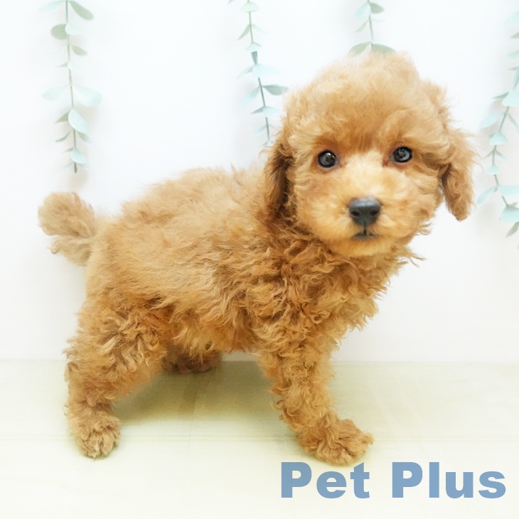 愛知県のトイプードル(トイ) (ペットプラス 則武新町店/2025年9月11日生まれ/男の子/オレンジフォーン)の子犬の2枚目の画像