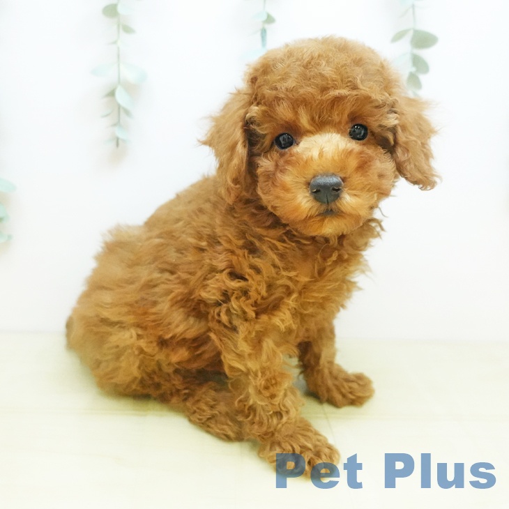 三重県のトイプードル(トイ) (ペッツワン 桑名店/2025年9月11日生まれ/男の子/オレンジフォーン)の子犬