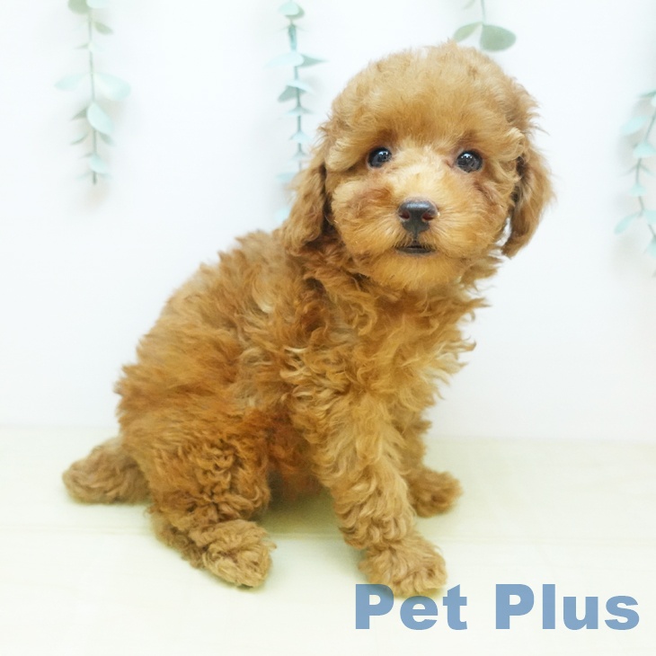 愛知県のトイプードル(トイ) (ペットプラス 千音寺店/2025年9月11日生まれ/女の子/オレンジフォーン)の子犬の1枚目の画像