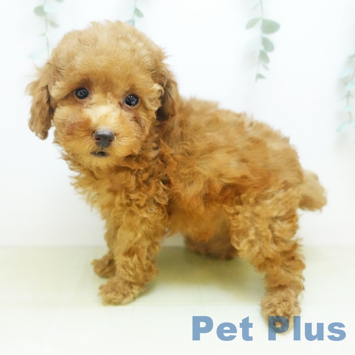 愛知県のトイプードル(トイ) (ペットプラス 千音寺店/2025年9月11日生まれ/女の子/オレンジフォーン)の子犬の2枚目の画像