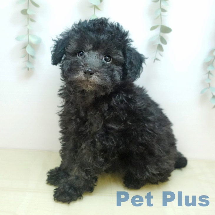 三重県のトイプードル(トイ) (ペットプラス 鈴鹿店/2025年9月10日生まれ/男の子/ブラック)の子犬