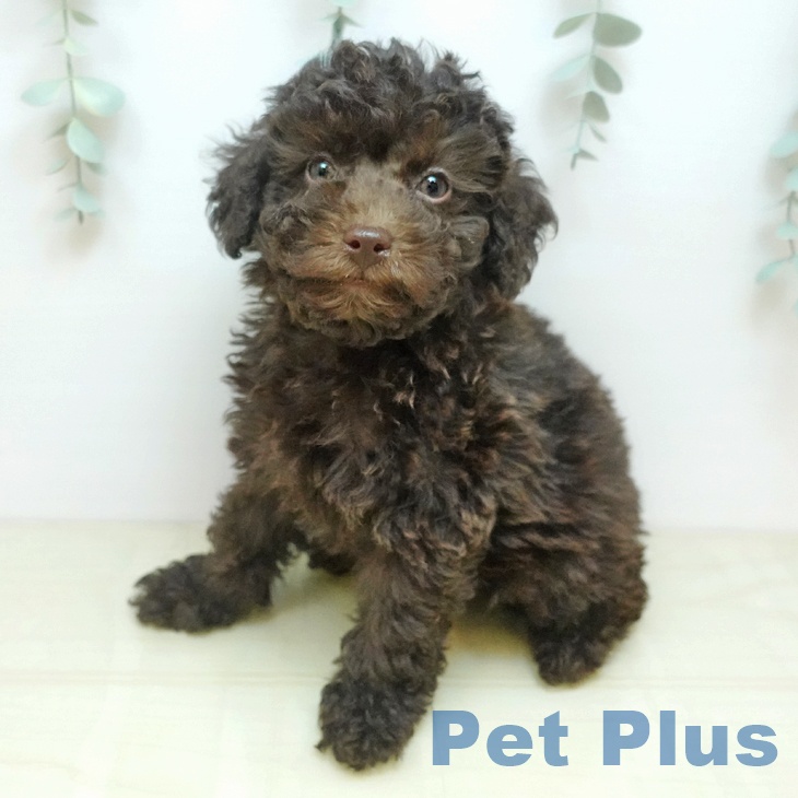 愛知県のトイプードル(トイ) (ペットプラス イオンモール豊川店/2025年9月10日生まれ/男の子/ブラウン)の子犬の1枚目の画像