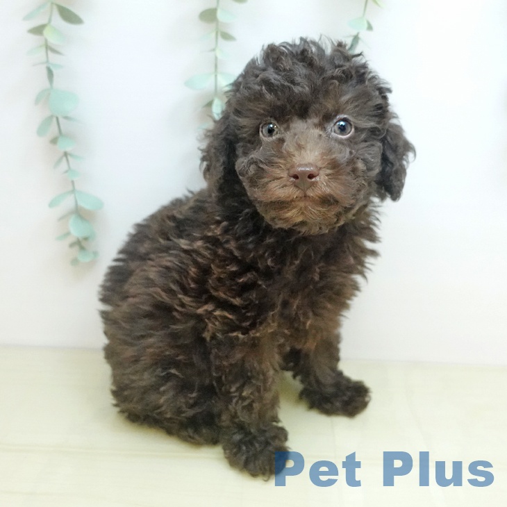 愛知県のトイプードル(トイ) (ペットプラス イオンモール豊川店/2025年9月10日生まれ/男の子/ブラウン)の子犬の2枚目の画像