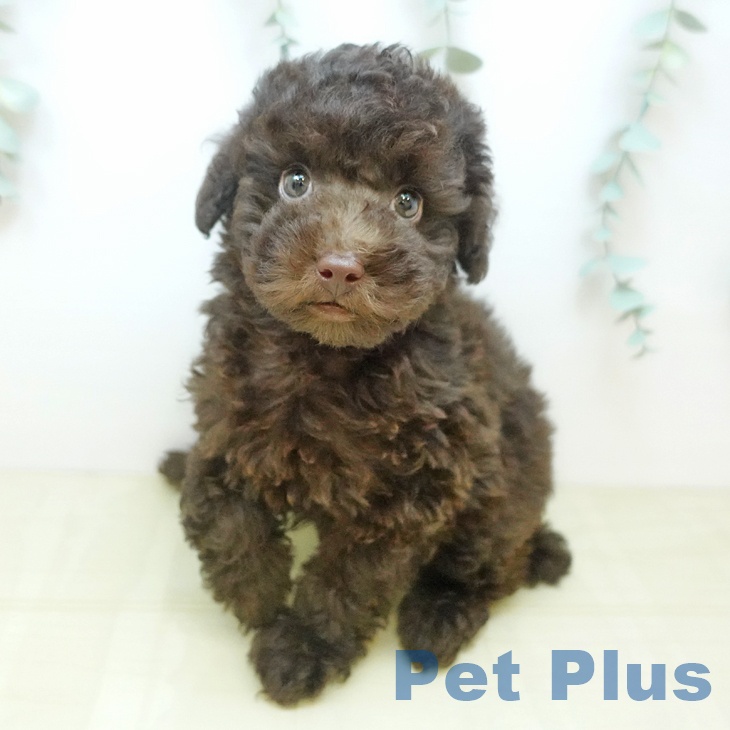 岐阜県のトイプードル(トイ) (ペットプラス 光ケ丘店/2025年9月10日生まれ/男の子/ブラウン)の子犬