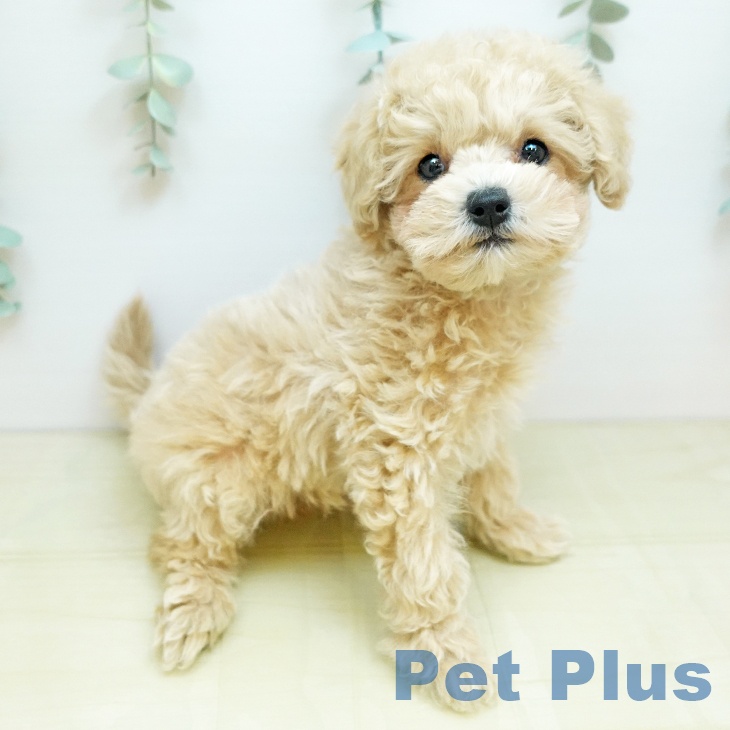 トイ・プードル