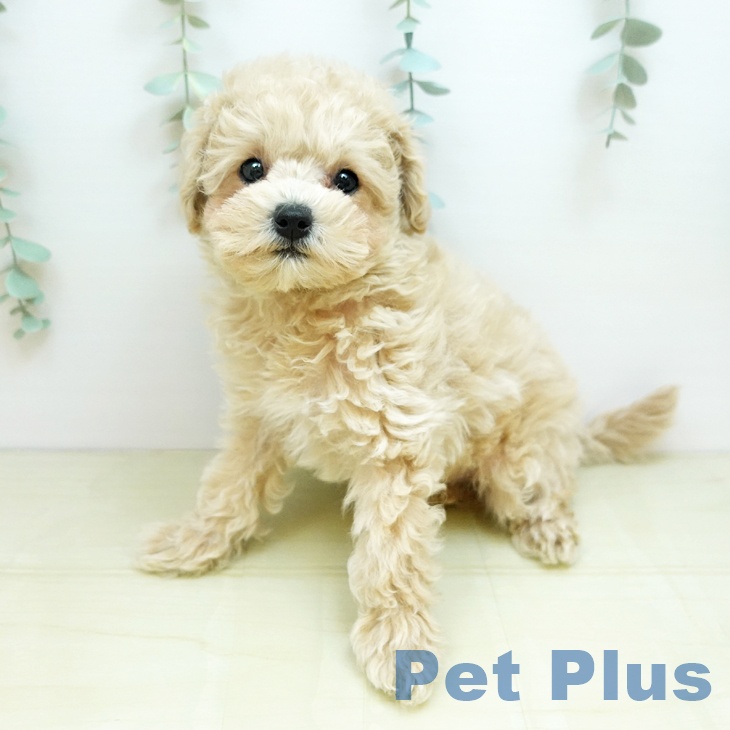 富山県のトイプードル(トイ) (ペットプラス 高岡店/2025年9月8日生まれ/男の子/ペールフォーン)の子犬の2枚目の画像