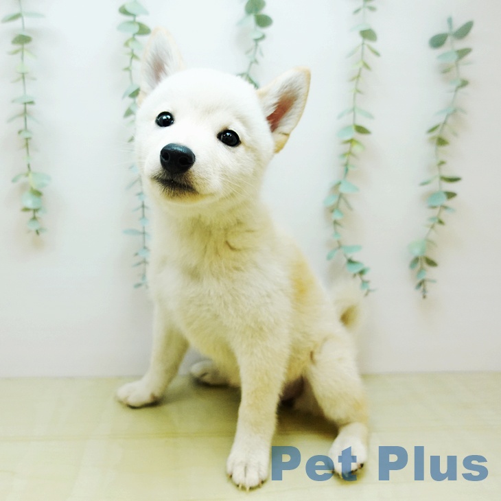 福井県の柴犬(標準サイズ) (ペットプラス 福井店/2025年9月6日生まれ/女の子/白)の子犬の1枚目の画像