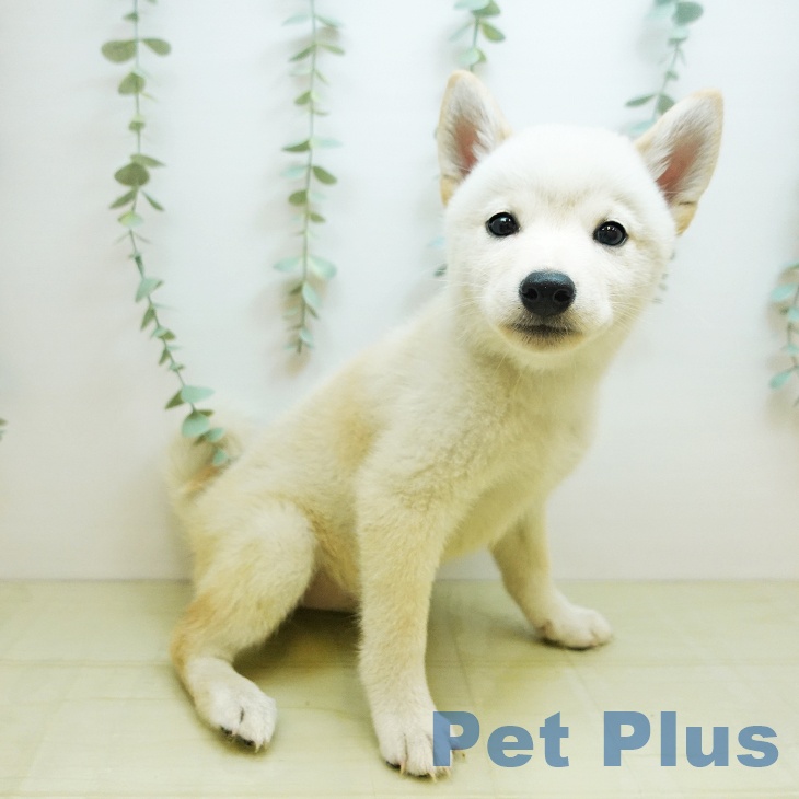 福井県の柴犬(標準サイズ) (ペットプラス 福井店/2025年9月6日生まれ/女の子/白)の子犬の2枚目の画像