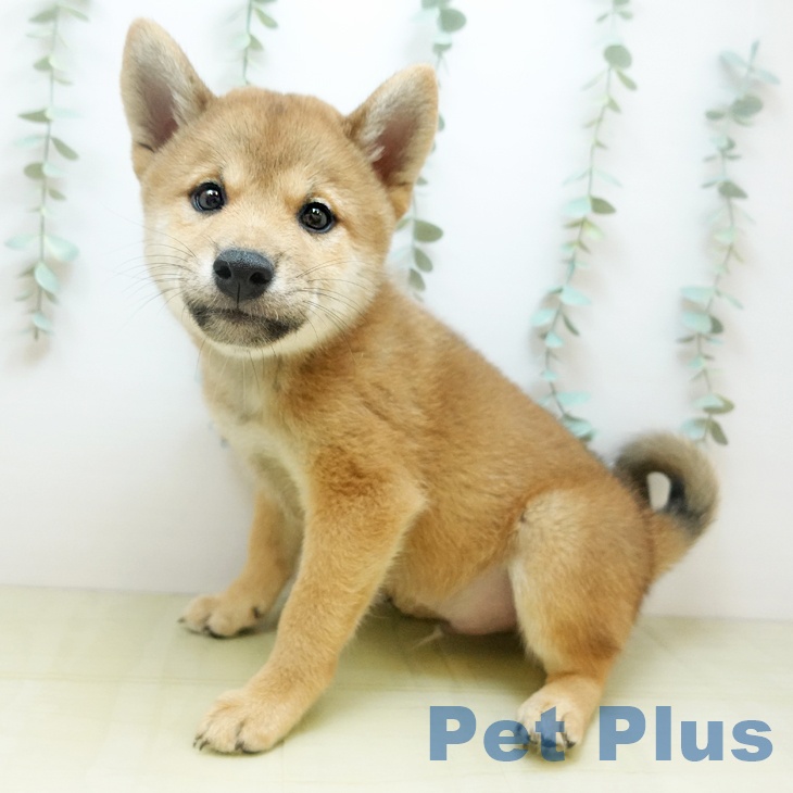 兵庫県の柴犬(標準サイズ) (ペットプラス 姫路大津店/2025年9月6日生まれ/男の子/赤)の子犬の1枚目の画像