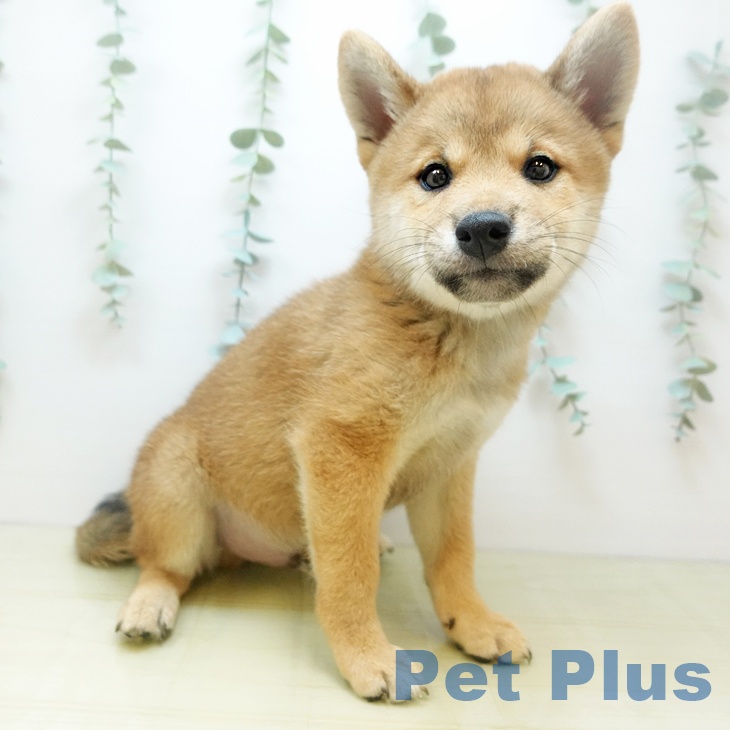 兵庫県の柴犬(標準サイズ) (ペットプラス 姫路大津店/2025年9月6日生まれ/男の子/赤)の子犬の2枚目の画像