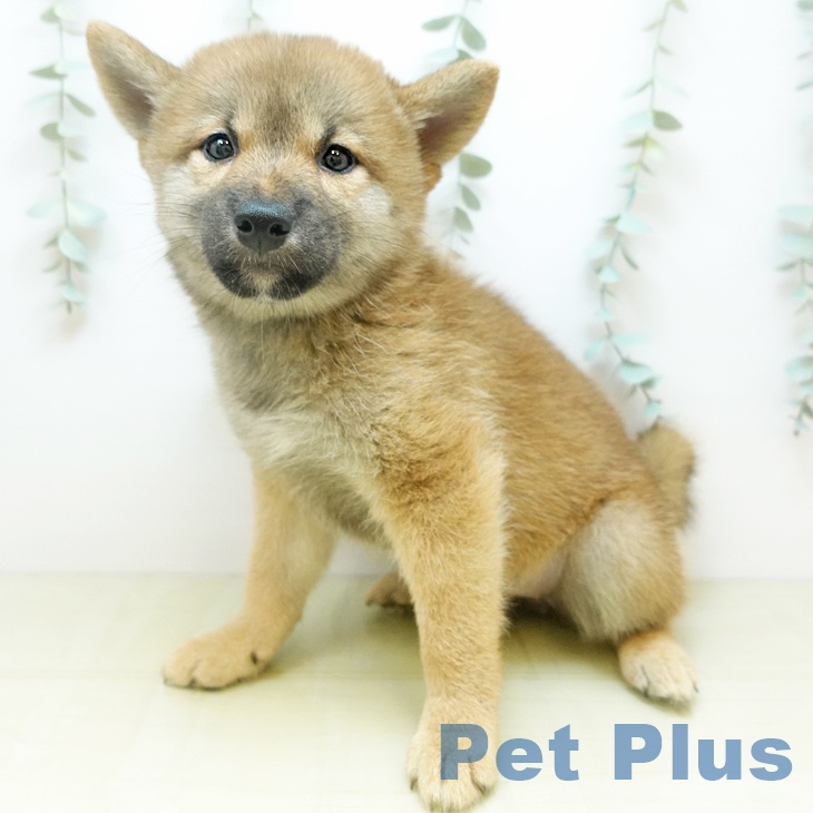 大阪府の柴犬(標準サイズ) (ペットプラス イオン大日店/2025年9月6日生まれ/女の子/赤)の子犬