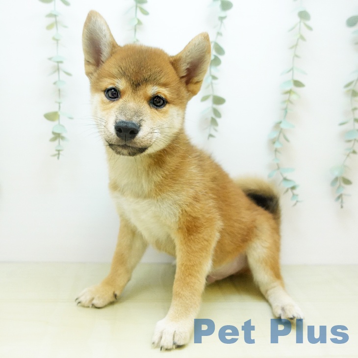 福岡県の柴犬(標準サイズ) (ペットプラス 香椎浜店/2025年9月6日生まれ/男の子/赤)の子犬の1枚目の画像