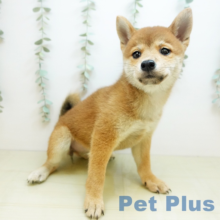 福岡県の柴犬(標準サイズ) (ペットプラス 香椎浜店/2025年9月6日生まれ/男の子/赤)の子犬の2枚目の画像