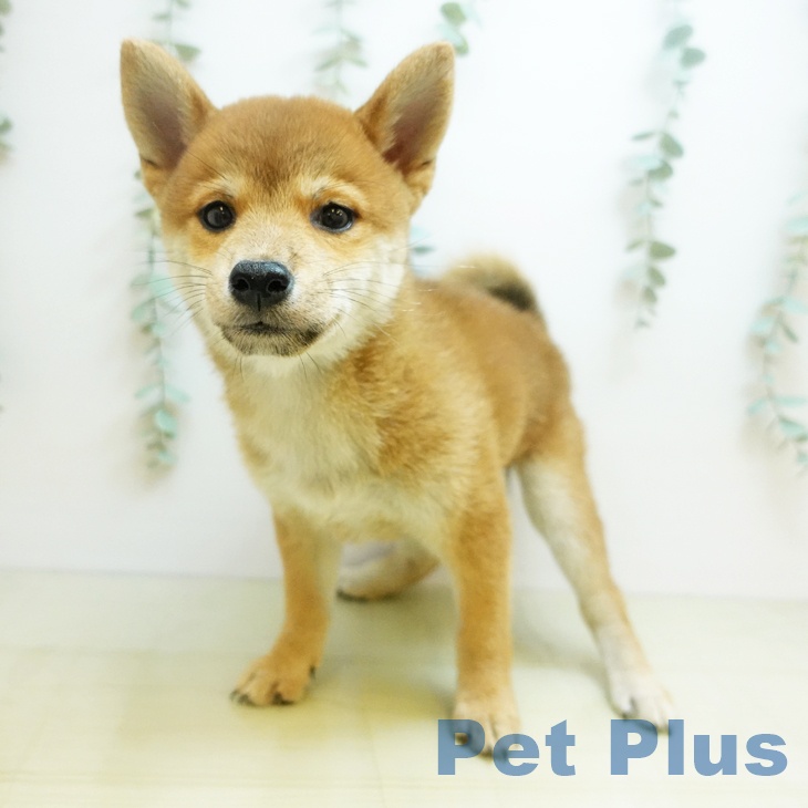 愛知県の柴犬(標準サイズ) (ペットプラス 三好店/2025年9月6日生まれ/女の子/赤)の子犬