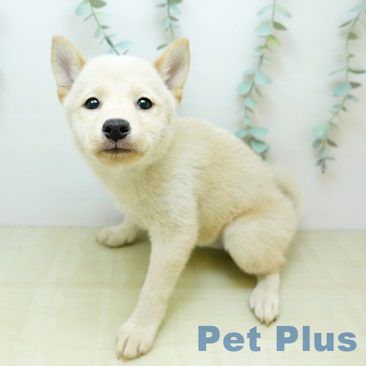 大阪府の柴犬(標準サイズ) (ペットプラス りんくう泉南店/2025年9月6日生まれ/女の子/白)の子犬