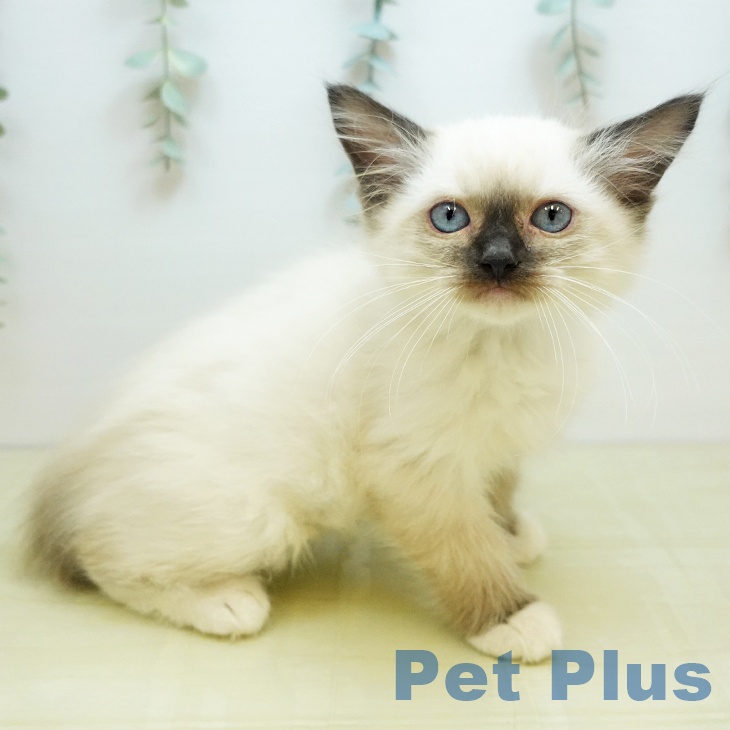 ラグドールの写真2