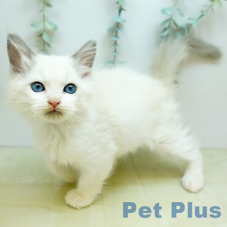 京都府のラグドール (ペットプラス イオンモールKYOTO店/2025年9月11日生まれ/男の子/ブルーポイントバイカラー)の子猫の1枚目の画像