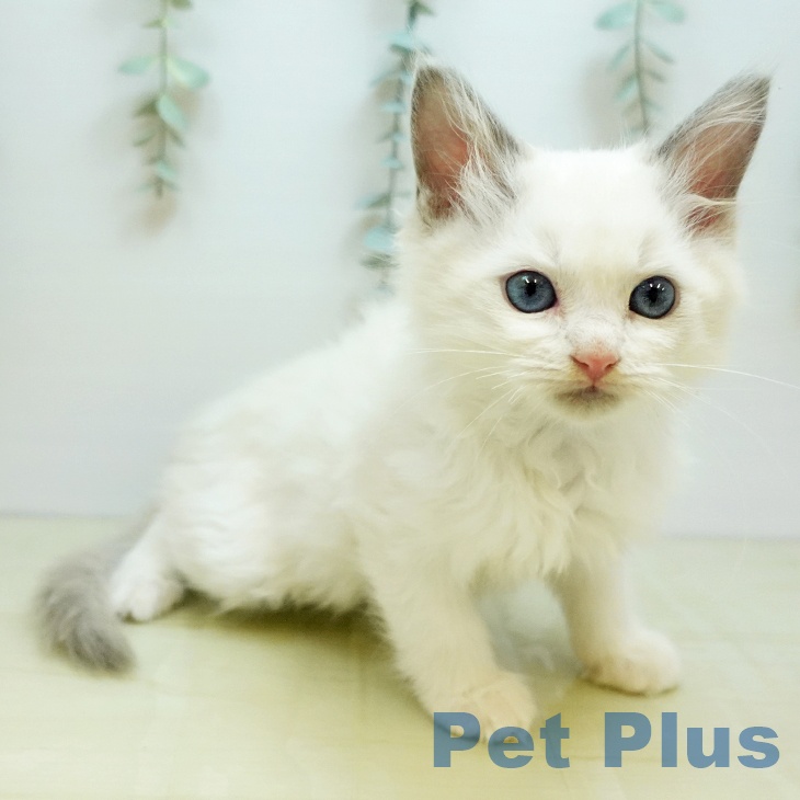 京都府のラグドール (ペットプラス イオンモールKYOTO店/2025年9月11日生まれ/男の子/ブルーポイントバイカラー)の子猫の2枚目の画像