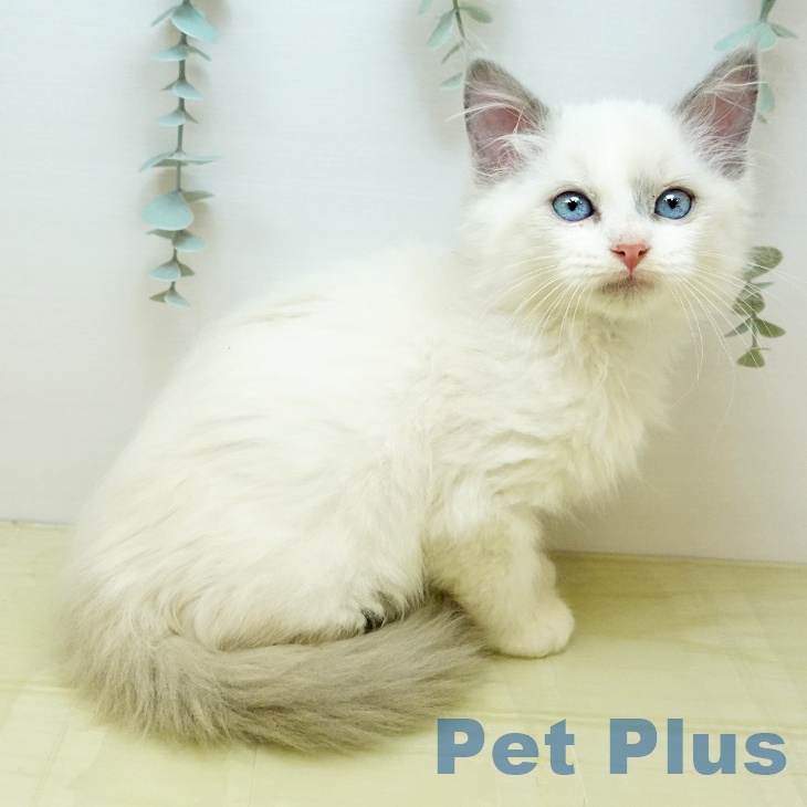 京都府のラグドール (ペットプラス 京都桂川店/2025年9月11日生まれ/男の子/ブルーポイントバイカラー)の子猫の1枚目の画像