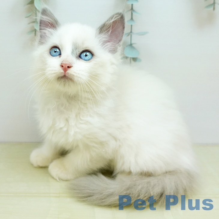 京都府のラグドール (ペットプラス 京都桂川店/2025年9月11日生まれ/男の子/ブルーポイントバイカラー)の子猫の2枚目の画像