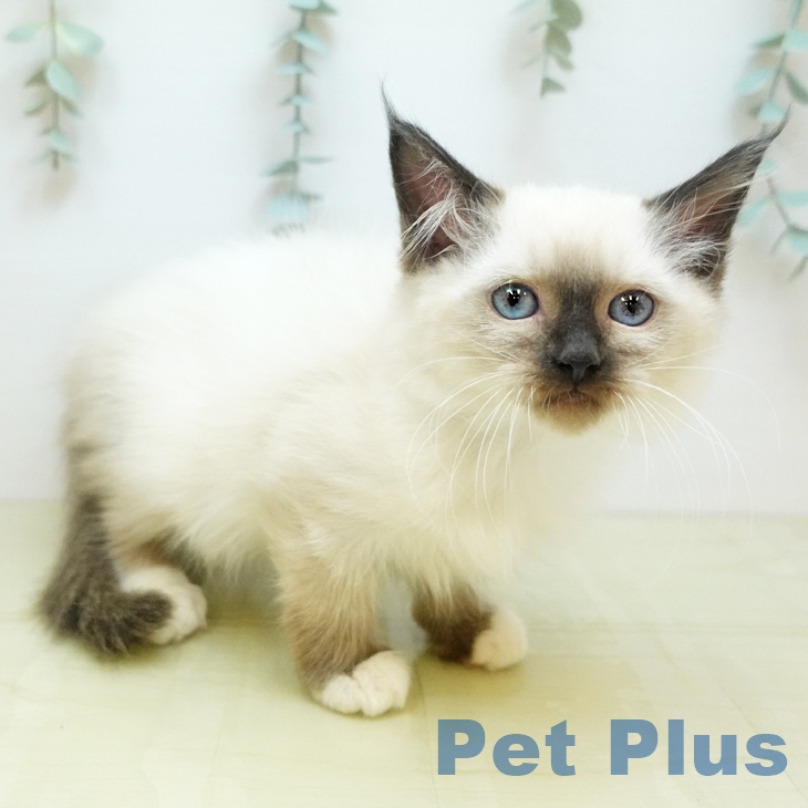 兵庫県のラグドール (ペットプラス 姫路大津店/2025年9月11日生まれ/女の子/シールポイントミテッド)の子猫