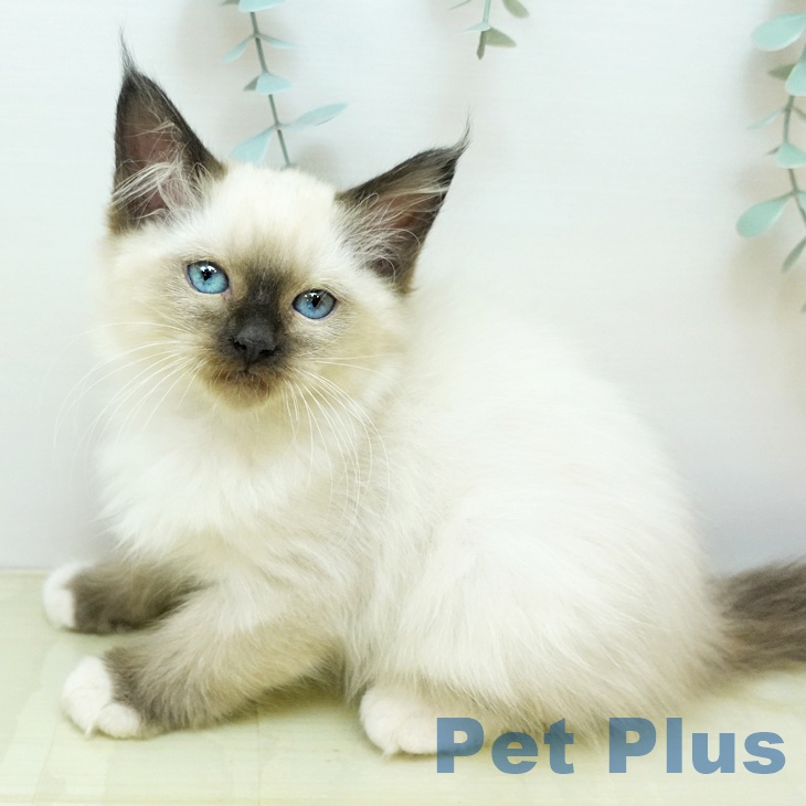 兵庫県のラグドール (ペットプラス 姫路大津店/2025年9月11日生まれ/女の子/シールポイントミテッド)の子猫の2枚目の画像