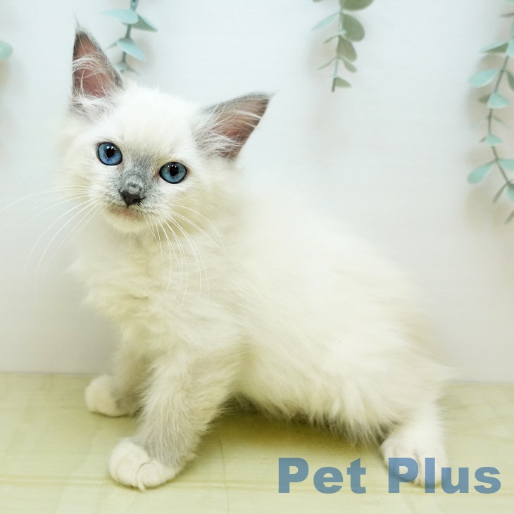 大阪府のラグドール (ペットプラス イオン大日店/2025年9月11日生まれ/女の子/ブルーポイントミテッド)の子猫