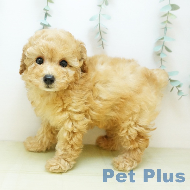 トイ・プードル