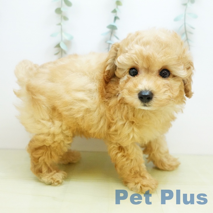 トイ・プードル