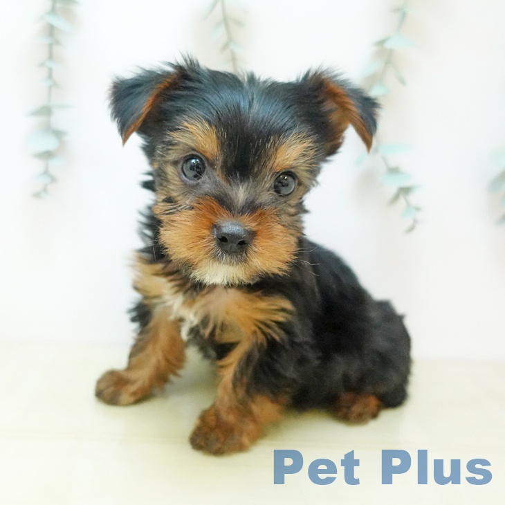 山形県のヨークシャーテリア (ペットプラス 天童店/2025年9月12日生まれ/男の子/スチールブルータン)の子犬の1枚目の画像