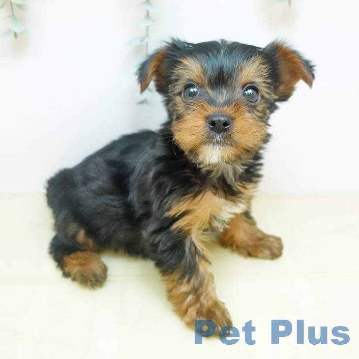山形県のヨークシャーテリア (ペットプラス 天童店/2025年9月12日生まれ/男の子/スチールブルータン)の子犬の2枚目の画像