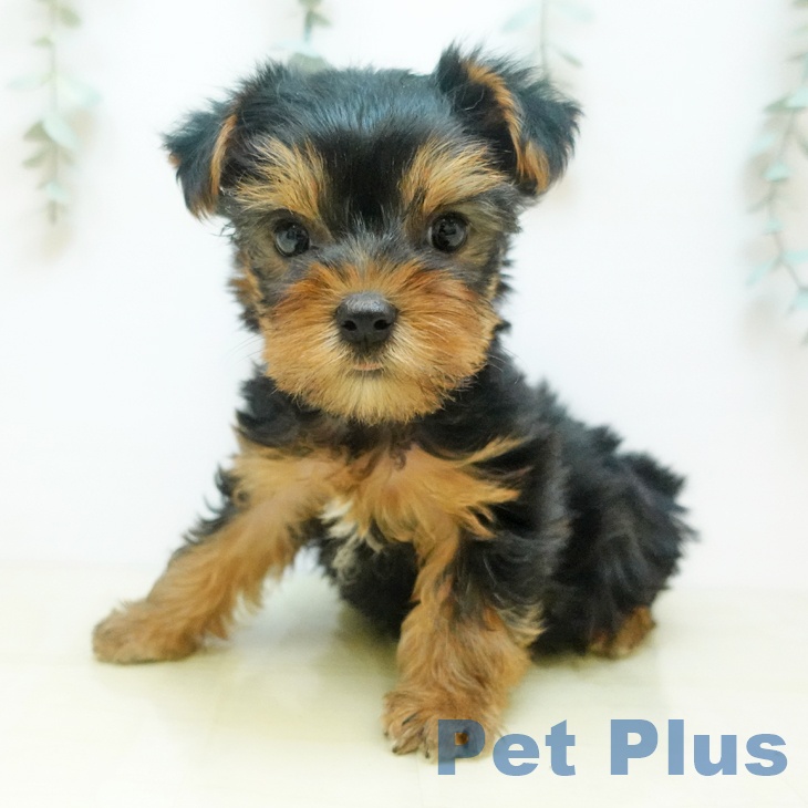 東京都のヨークシャーテリア (ペットプラス 立川高島屋S.C.店/2025年9月12日生まれ/男の子/スチールブルータン)の子犬