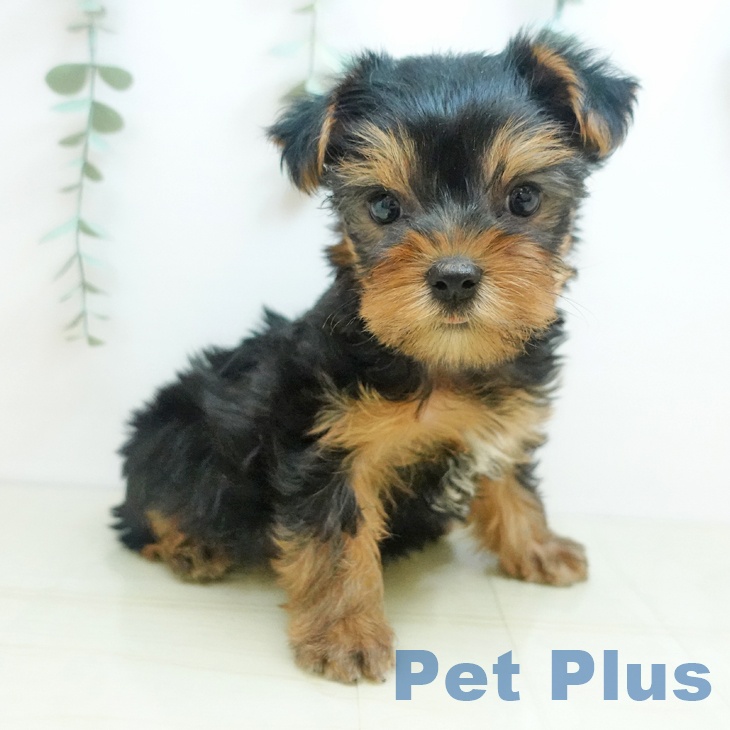 東京都のヨークシャーテリア (ペットプラス 立川高島屋S.C.店/2025年9月12日生まれ/男の子/スチールブルータン)の子犬の2枚目の画像