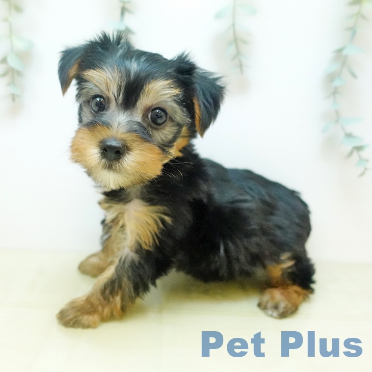 ヨークシャー・テリア