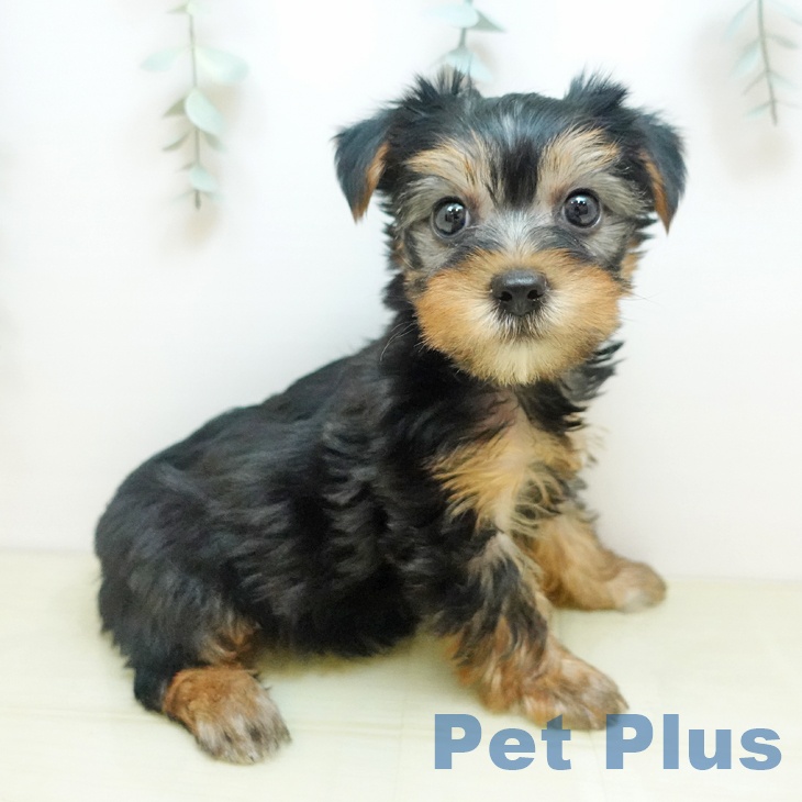 ヨークシャー・テリアの写真2