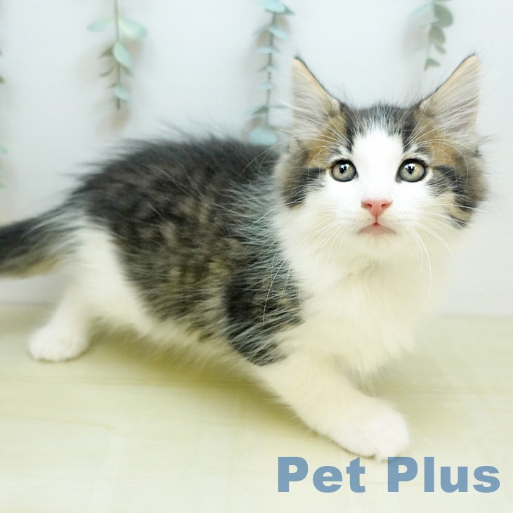 京都府のノルウェージャンフォレストキャット (ペットプラス イオンモールKYOTO店/2025年9月9日生まれ/男の子/ブラウンタビーホワイト)の子猫の1枚目の画像