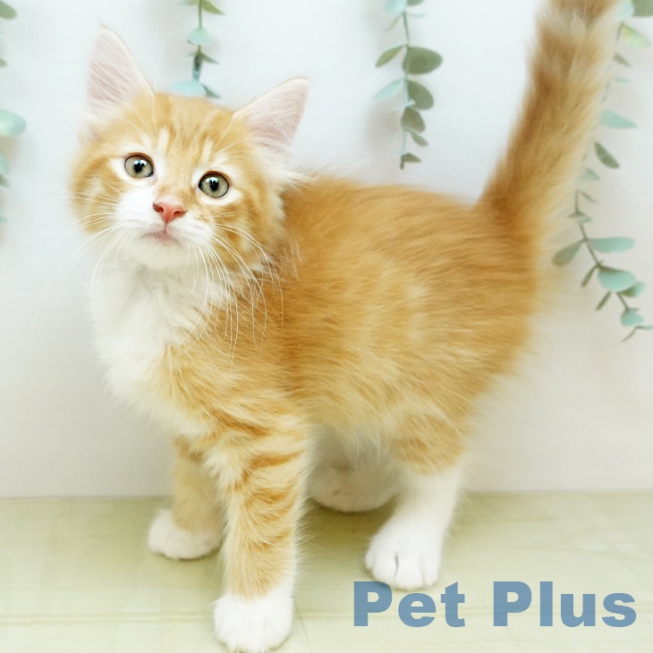 京都府のノルウェージャンフォレストキャット (ペットプラス イオンモールKYOTO店/2025年9月9日生まれ/男の子/レッドタビーホワイト)の子猫の1枚目の画像