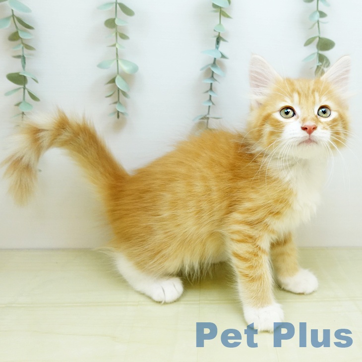 京都府のノルウェージャンフォレストキャット (ペットプラス イオンモールKYOTO店/2025年9月9日生まれ/男の子/レッドタビーホワイト)の子猫の2枚目の画像