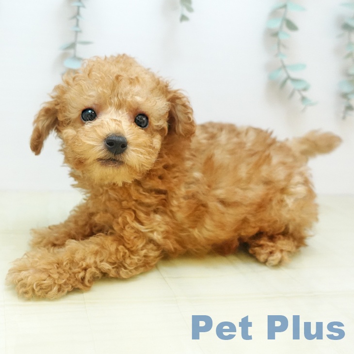 京都府のトイプードル(トイ) (ペットプラス イオンモールKYOTO店/2025年9月8日生まれ/男の子/アプリコット)の子犬の1枚目の画像