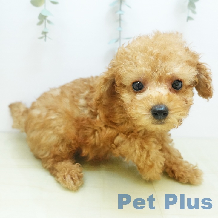 京都府のトイプードル(トイ) (ペットプラス イオンモールKYOTO店/2025年9月8日生まれ/男の子/アプリコット)の子犬の2枚目の画像