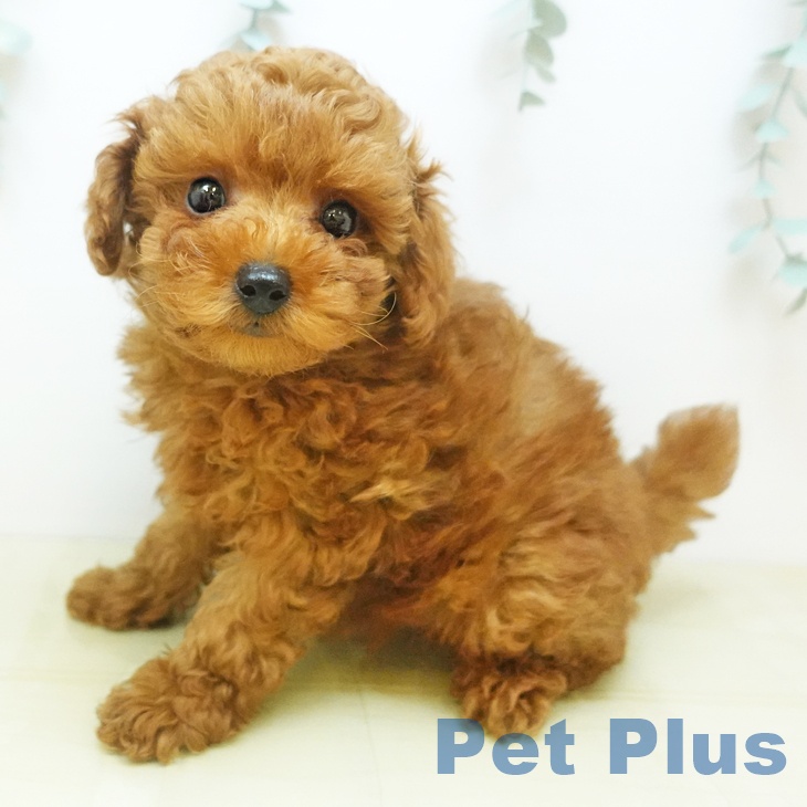 大阪府のトイプードル(トイ) (ペットプラス 鶴見店/2025年9月8日生まれ/男の子/レッド)の子犬の1枚目の画像