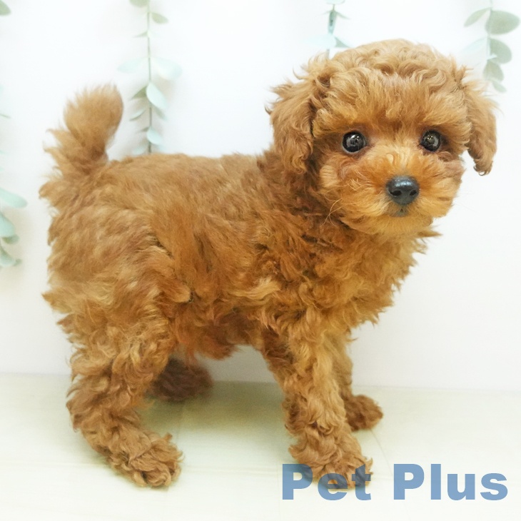 大阪府のトイプードル(トイ) (ペットプラス 鶴見店/2025年9月8日生まれ/男の子/レッド)の子犬の2枚目の画像