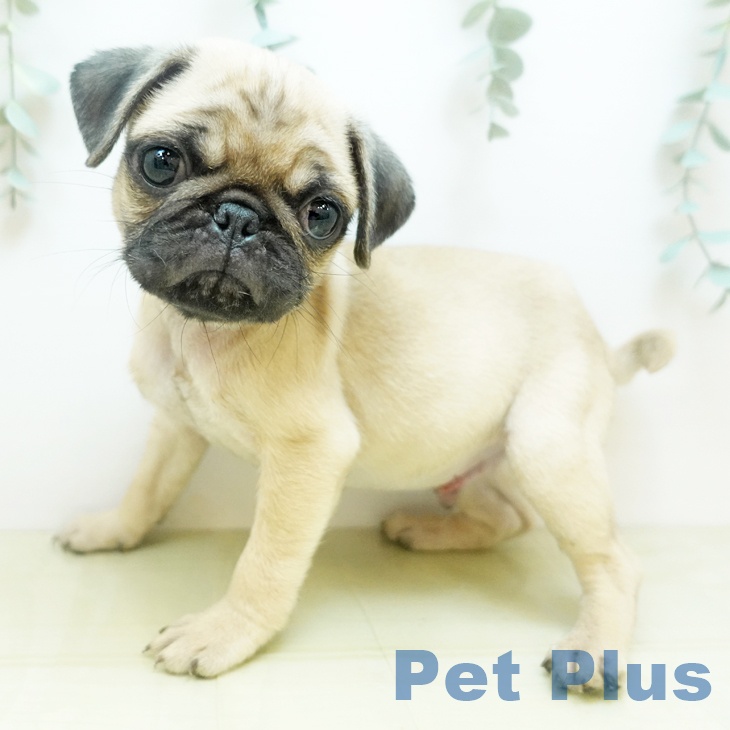 茨城県のパグ (ペットプラス つくば店/2025年9月10日生まれ/男の子/フォーン)の子犬の1枚目の画像